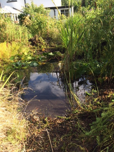 a-less-shameful-pond