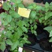 http://gardengrab.co.uk/post/59116485101