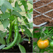 http://gardengrab.co.uk/post/45272605747