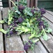 http://gardengrab.co.uk/post/44007076662