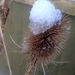 http://gardengrab.co.uk/post/43066314335