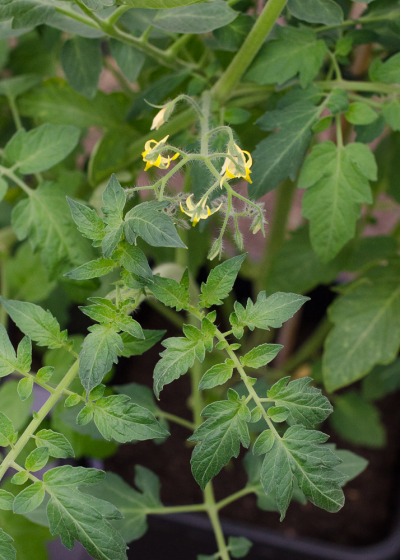 my-grow-your-own-photographic-diary