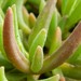 http://gardengrab.co.uk/post/60567721015