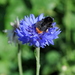 http://gardengrab.co.uk/post/58450083813