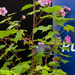http://gardengrab.co.uk/post/55523884767