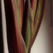 http://gardengrab.co.uk/post/45512226634
