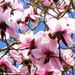 http://gardengrab.co.uk/post/43986776302