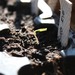 http://gardengrab.co.uk/post/44156965641