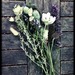 http://gardengrab.co.uk/post/56908850981