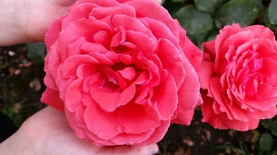 international-rose-test-gardens-in-portland