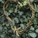 http://gardengrab.co.uk/post/70783451273