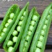 http://gardengrab.co.uk/post/42916255870