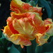 http://gardengrab.co.uk/post/65943303666