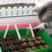 http://gardengrab.co.uk/post/43564668053