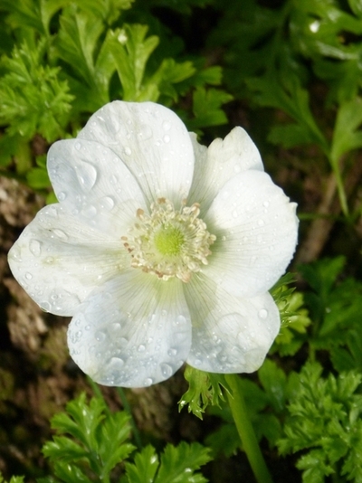 white-anemone