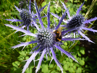 thistles