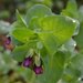 http://gardengrab.co.uk/post/66468350357