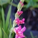 http://gardengrab.co.uk/post/58455538094