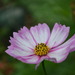 http://gardengrab.co.uk/post/57187447820