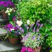 http://gardengrab.co.uk/post/44406441053