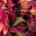 http://gardengrab.co.uk/post/59108723148