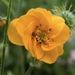 http://gardengrab.co.uk/post/59017762495