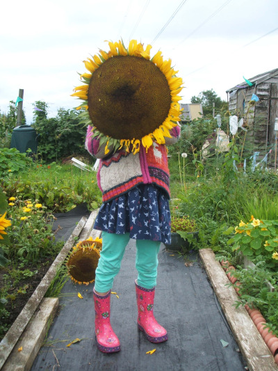 september-on-the-allotment