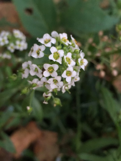 alyssum