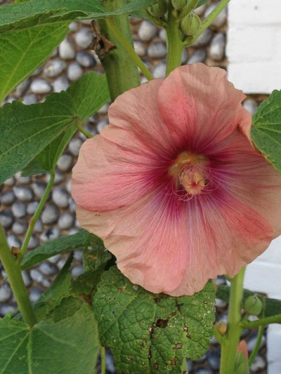 hollyhocks