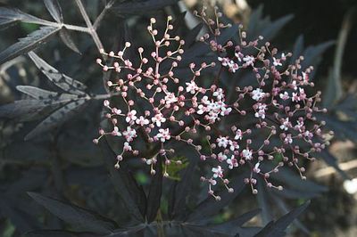sambucus-nigra-black-lace