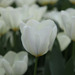 http://gardengrab.co.uk/post/66495284879