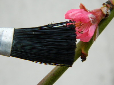time-to-tickle-your-peach-blossom