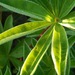 http://gardengrab.co.uk/post/60390746049