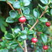 http://gardengrab.co.uk/post/66971604408