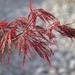 http://gardengrab.co.uk/post/65937485507