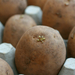 http://gardengrab.co.uk/post/45269660677