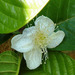 http://gardengrab.co.uk/post/57242987774
