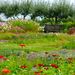 http://gardengrab.co.uk/post/60385349113
