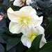 http://gardengrab.co.uk/post/70995311100