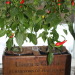 http://gardengrab.co.uk/post/53021139493