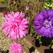 http://gardengrab.co.uk/post/59977950147