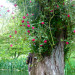 http://gardengrab.co.uk/post/52718607468
