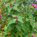 http://gardengrab.co.uk/post/59657783382