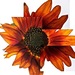http://gardengrab.co.uk/post/60371315468