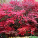 http://gardengrab.co.uk/post/65170699372