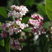 http://gardengrab.co.uk/post/43552067701