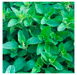 ten-best-herbs