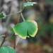 http://gardengrab.co.uk/post/59395285280