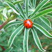 http://gardengrab.co.uk/post/65165177305