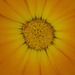 http://gardengrab.co.uk/post/55274248670